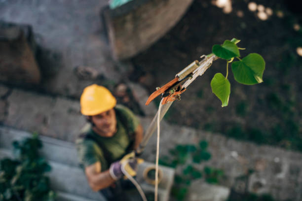 Best Arborist Consultation Services  in Boulder Creek, CA