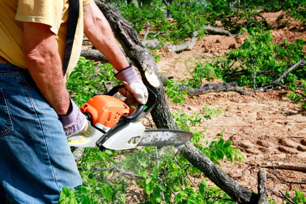 How Our Tree Care Process Works  in  Boulder Creek, CA